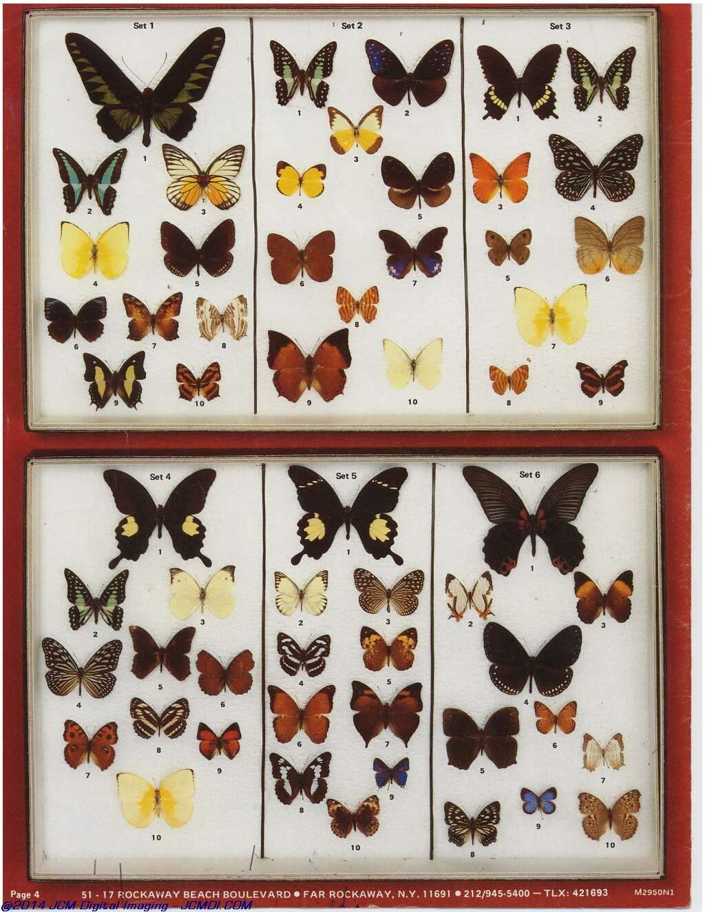 The Butterfly Company (NY) 4 Page catalog (1980-1981)